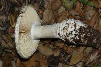 Amanita magniverrucata image