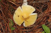 Amanita xylinivolva image