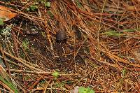 Psilocybe neoxalapensis image