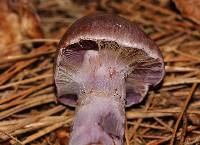 Cortinarius camphoratus image