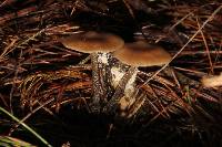 Tephrocybe boudieri image