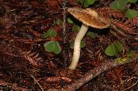 Inocybe fraudans image