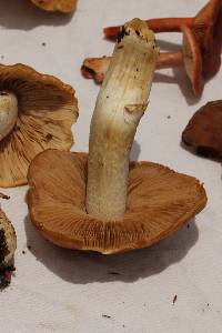 Cortinarius caperatus image