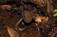 Helvella chinensis image