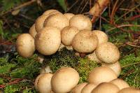 Lycoperdon pyriforme image