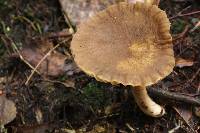 Lactarius subplinthogalus image