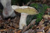 Boletus variipes image