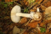 Amanita ocreata image