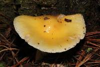 Amanita xylinivolva image