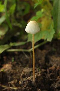 Panaeolus cyanescens image