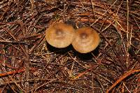 Tephrocybe boudieri image