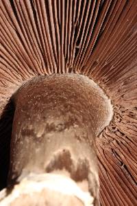 Agaricus hondensis image