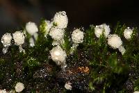 Coprinellus disseminatus image