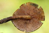 Psilocybe muliercula image