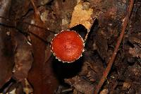 Leratiomyces ceres image