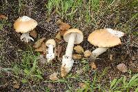 Amanita velosa image