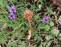 Lactarius lignyotellus image