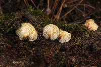 Flammulina velutipes image