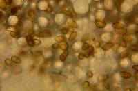 Inocybe kauffmanii image