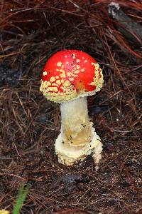 Amanita muscaria image