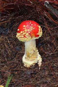 Amanita muscaria subsp. flavivolvata image