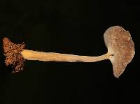 Helvella chinensis image