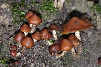 Psilocybe muliercula image