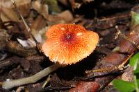Leucoagaricus rubrotinctus image