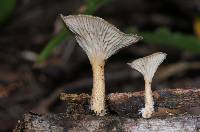 Lentinus strigellus image