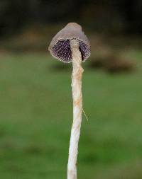 Psilocybe semilanceata image