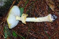 Amanita flavoconia image