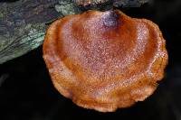 Polyporus leptocephalus image