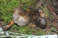 Retiboletus griseus image