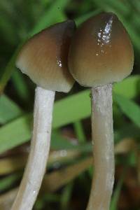 Psilocybe semilanceata image