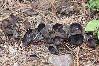 Helvella macropus image