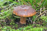 Amanita rubescens image