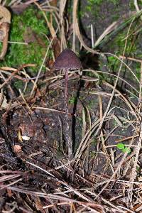 Psilocybe fagicola image