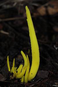 Clavulinopsis fusiformis image