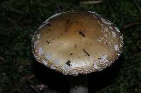 Amanita pantherina image