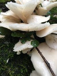 Pleurotus ostreatus image