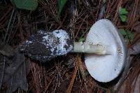 Amanita bisporigera image