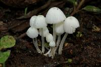 Coprinellus disseminatus image