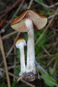 Psilocybe cyanescens image