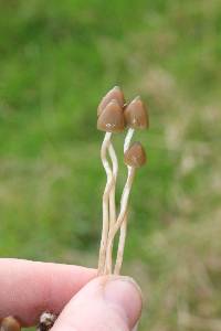 Psilocybe semilanceata image