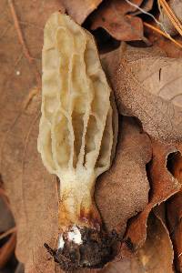 Morchella rufobrunnea image