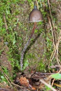 Psilocybe neoxalapensis image