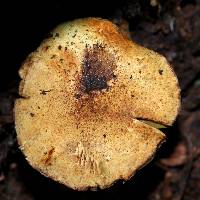 Lepiota trichroma image