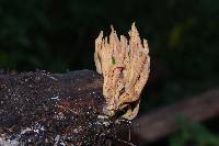 Ramaria stricta image