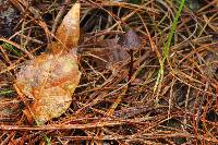 Psilocybe neoxalapensis image