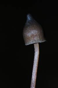 Psilocybe neoxalapensis image